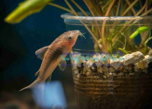 Kirys spiżowy 2-4cm