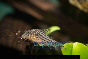 Kirys Sterbai 2-4 cm