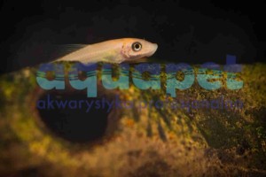 Glonojad syjamski złoty 5-7 cm