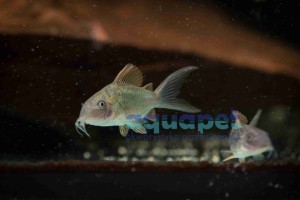 Kirys Szmaragdowy (Corydoras splendens) 3,5-5 cm