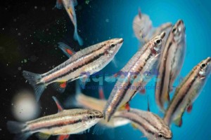 Drobnoustek obrzeżony 2-4cm