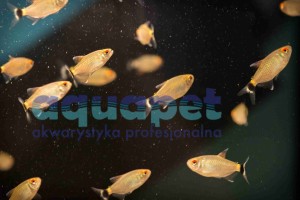 Błyszczyk parański 3-5cm