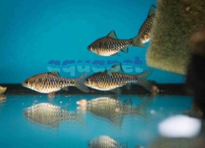 Brzanka wielkołuska