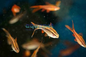 Brzanka Titeya Long Fin