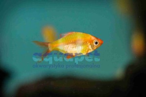 Brzanka sumatrzańska albino