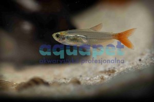 Prionobrama filigera 