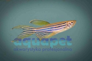 Danio pręgowany