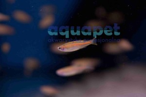 Danio choprae