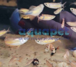 Danio malabarski gold 4-5cm