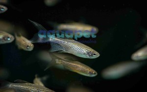 Danio lamparci 