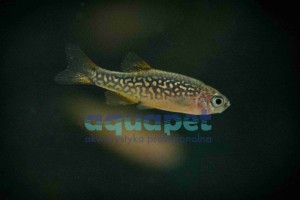 Danio perłowy (Danio margaritatus)