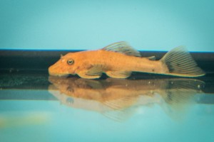 Zbrojnik ancistrus super red 4-5 cm