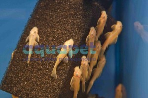  L144 Zbrojnik Ancistrus gold 5-6cm