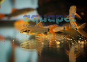 Labeo bicolor (grubowarg dwubarwny)