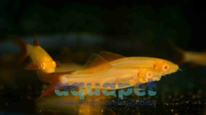 Labeo albinos (grubowarg albinos)