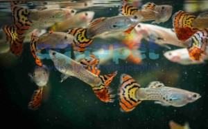 Gupik Mix import samiec/samica