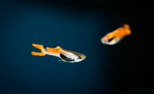 Gupik Endlera samiec/samica 