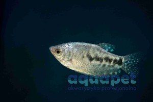 Gurami marmurkowe