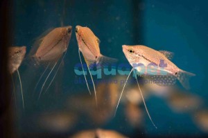 Gurami mozaikowe 3-5cm