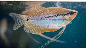 Gurami mozaikowe 6-8 cm