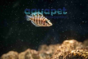 Altolamprologus Calvus