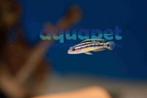 Naskalnik Marliera (Julidochromis Marlieri