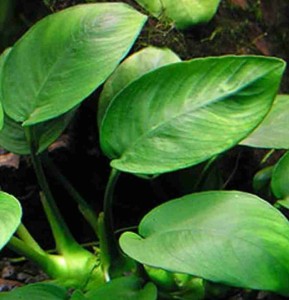 Roślina w koszyku Anubias