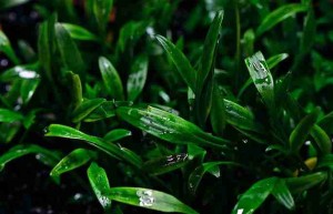 Roślina w koszyku cryptocoryne mix