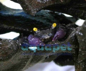 Krab geosesarma sp. Vampire