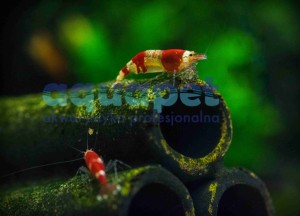 Krewetka Crystal Red