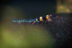 Krewetka Crystal Black