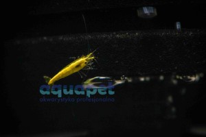 Krewetka yellow golden line