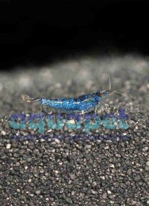 Krewetka blue velvet