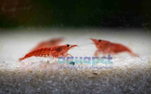 Krewetka Red Cherry Super Red 
