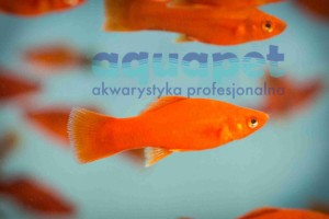 Mieczyk czerwony / wagtail