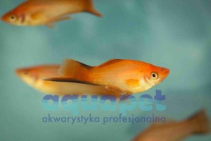 Mieczyk orange comet