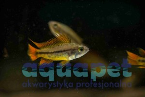 Pielęgniczka Kakadu orange