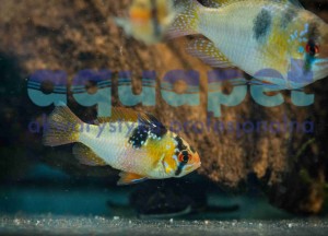 Pielęgniczka Ramireza