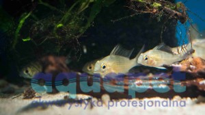 Pielęgniczka boliwijska