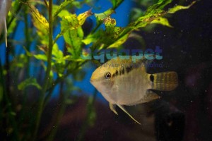 Pielęgnica skośnopręga