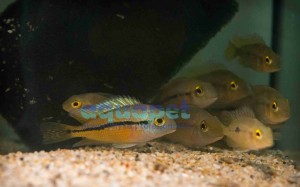 Pielęgnica Nikaraguańska (Hypsophrys nicaraguensis)