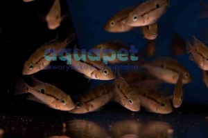 Pielęgnica Meeka Thorichthys meeki