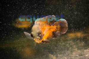 Pielęgnica pawiooka / albino