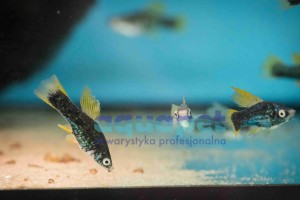 Zmienniak wielobarwny Platka mix