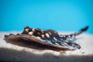 Płaszczka potamotrygon motoro