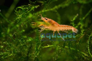 Raczek karłowaty orange 