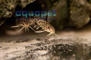 Sum synodontis petricola