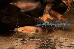 Sum marmurkowy Clarias batrachus