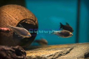 Tetra cesarska czarna