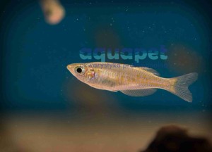 Tęczanka Parkinsona